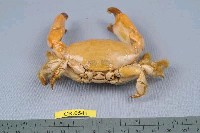 次銳毛足蟹藏品圖，第4張